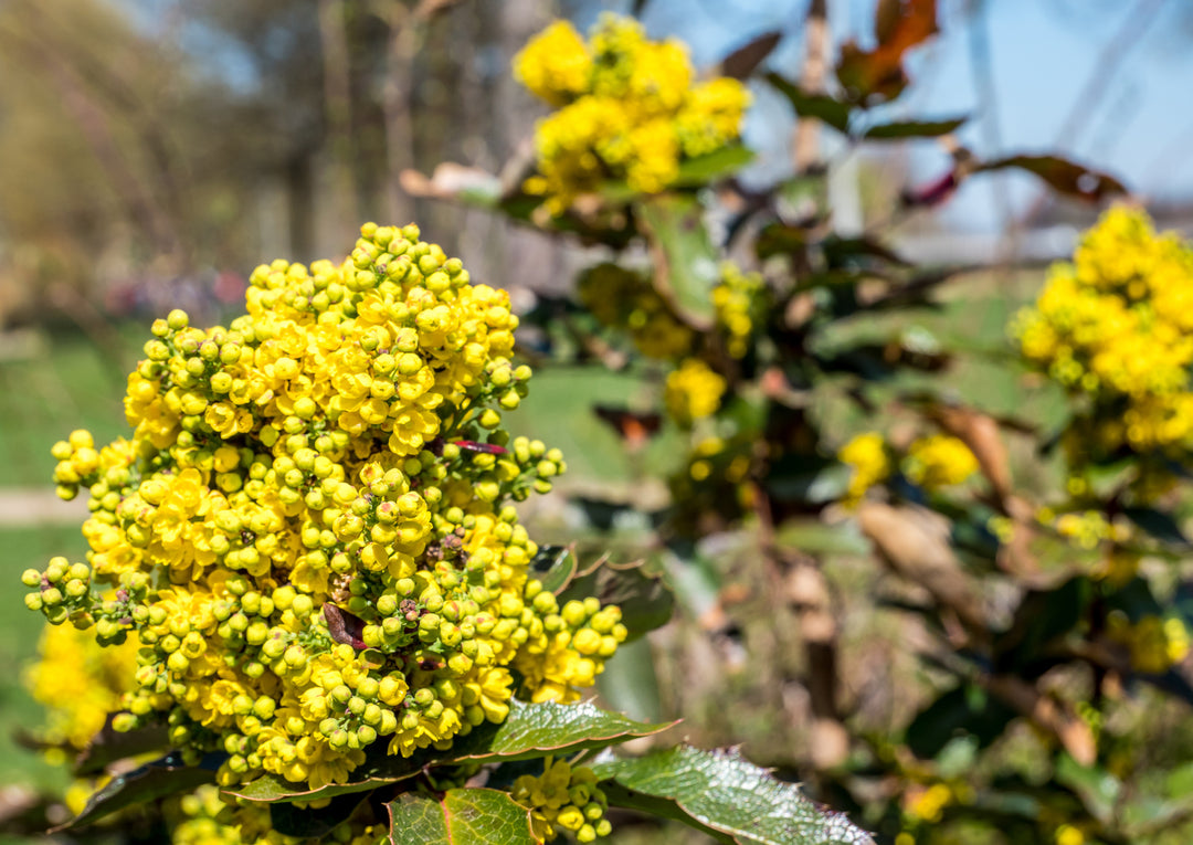 Berberine Benefits Blood Sugar -Weight Loss and More