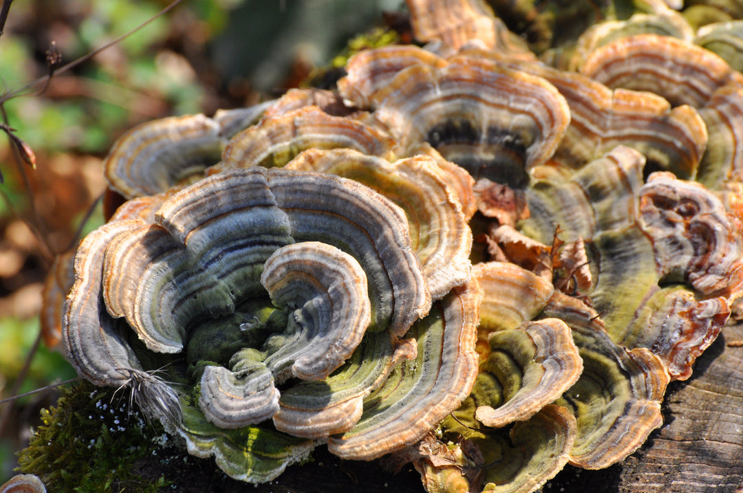 Turkey Tail Mushrooms-The Ultimate in Immune