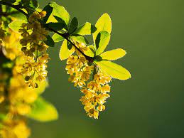 What is All The Buzz Around Berberine